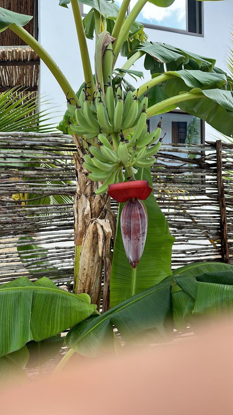 Maracuja Villa Zanzibar Буэхуу Экстерьер фото
